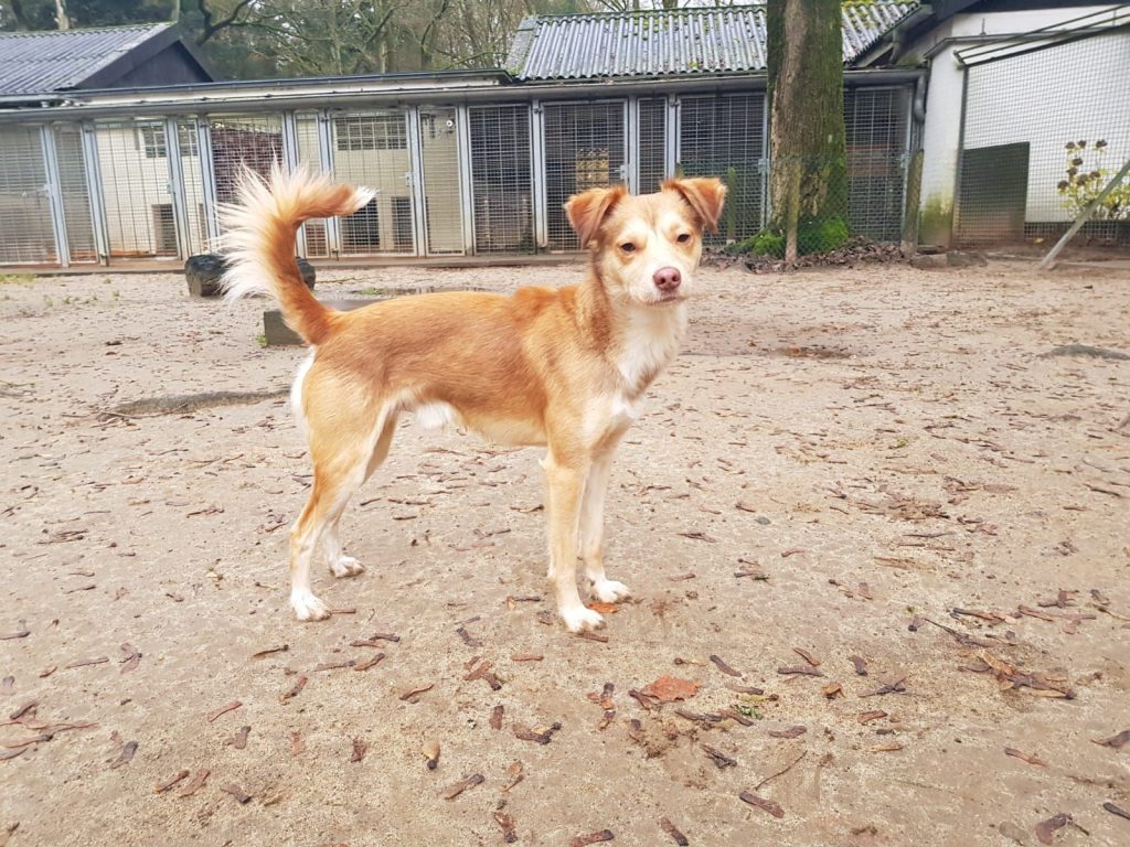 Tiervermittlung Hunde Tierschutz AhrensburgGroßhansdorf e.V. von 1964