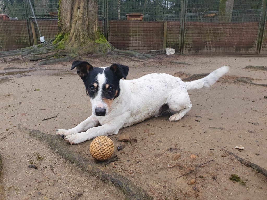 Tiervermittlung Hunde Tierschutz AhrensburgGroßhansdorf e.V. von 1964