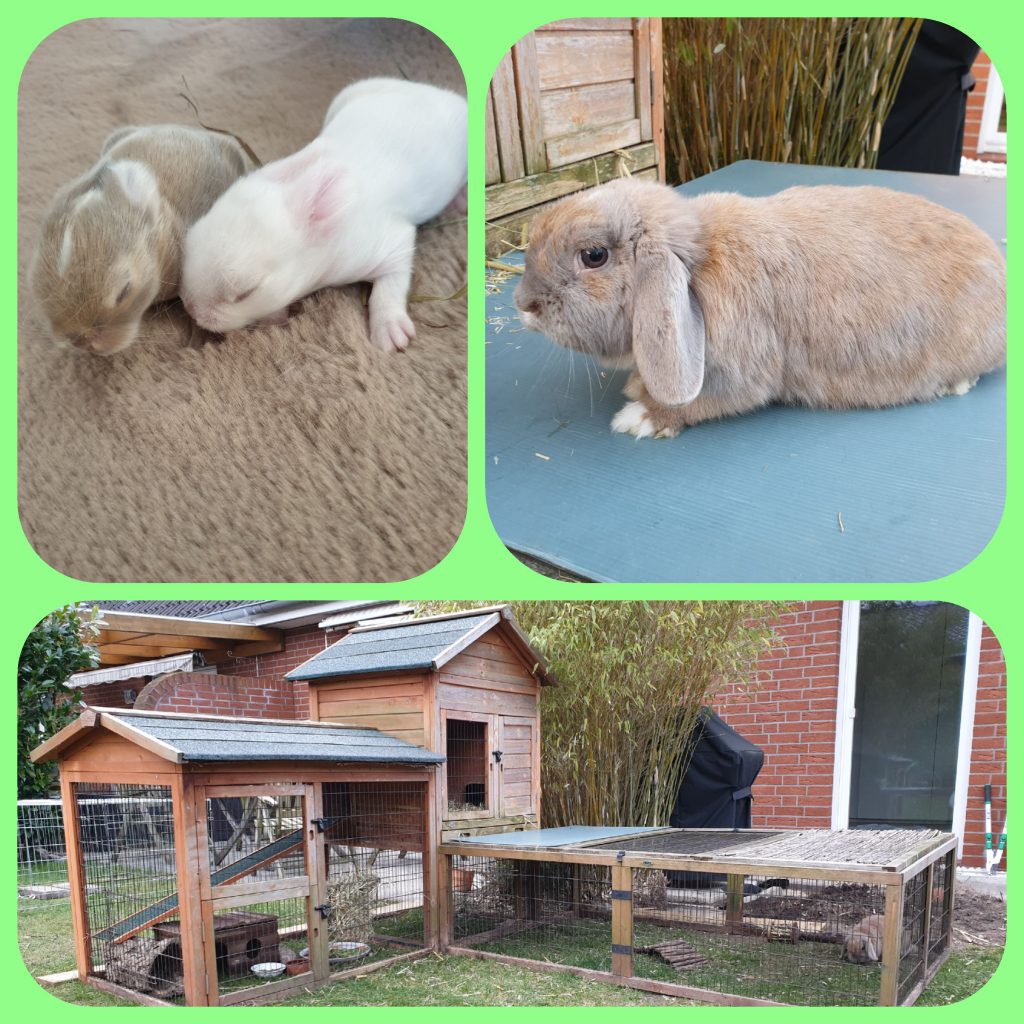 Tiervermittlung Kleintiere Tierschutz AhrensburgGroßhansdorf e.V