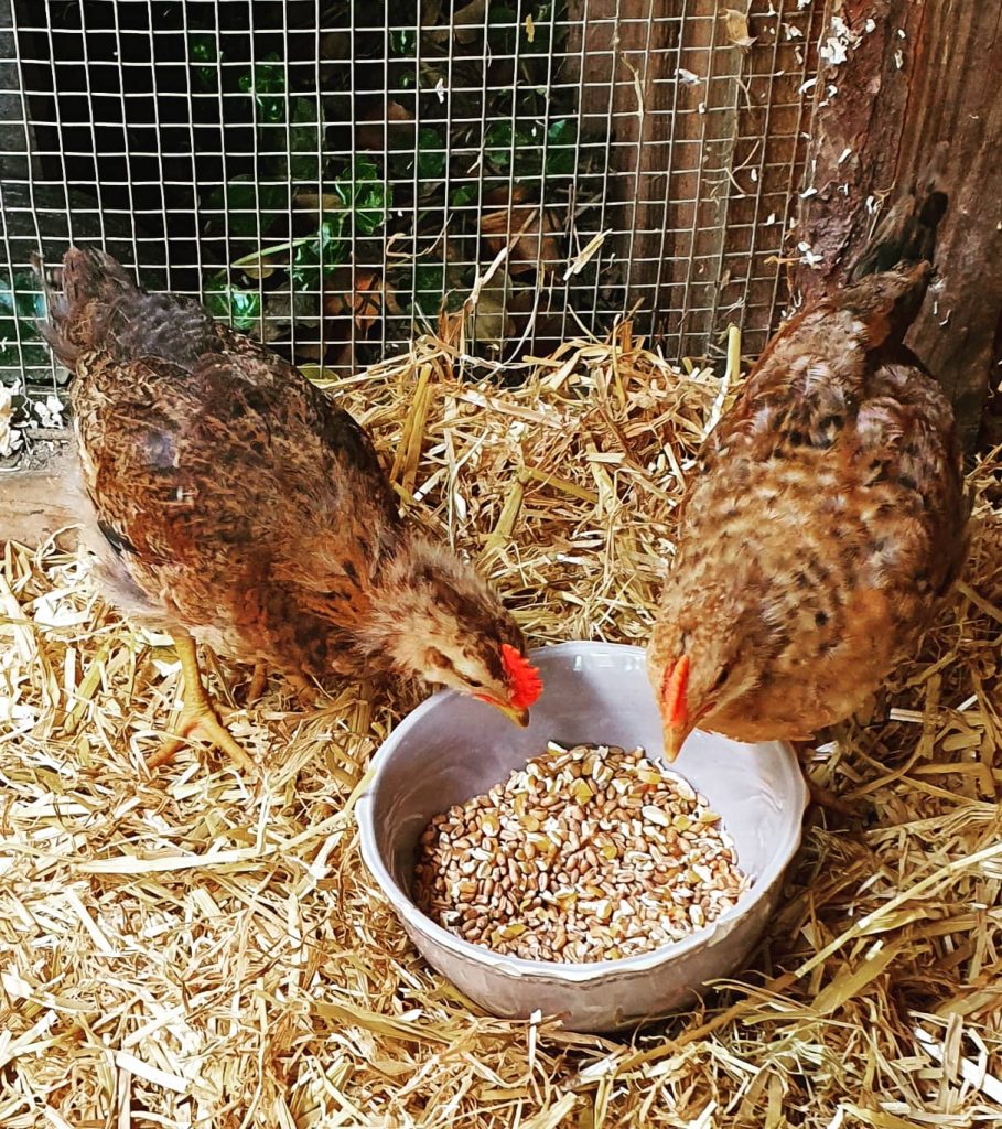 Tiervermittlung Kleintiere Tierschutz AhrensburgGroßhansdorf e.V