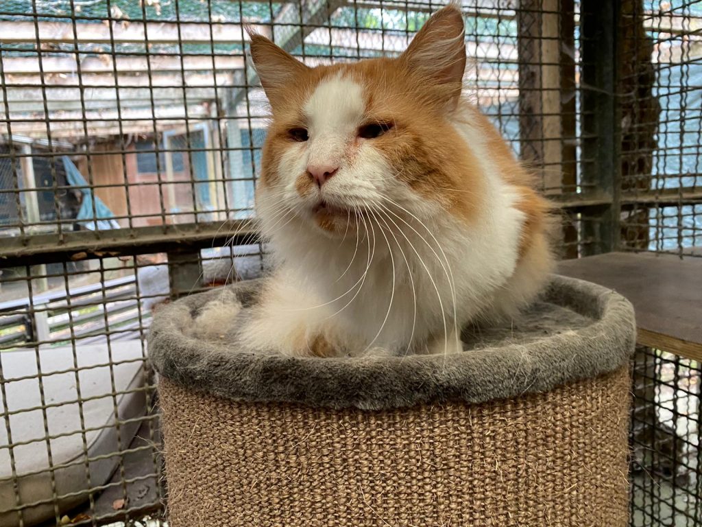 Tiervermittlung Katzen Tierschutz AhrensburgGroßhansdorf e.V. von 1964