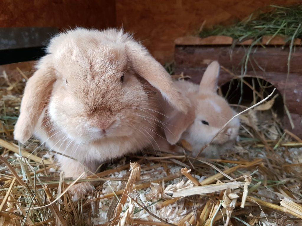 Tiervermittlung Kleintiere Tierschutz AhrensburgGroßhansdorf e.V